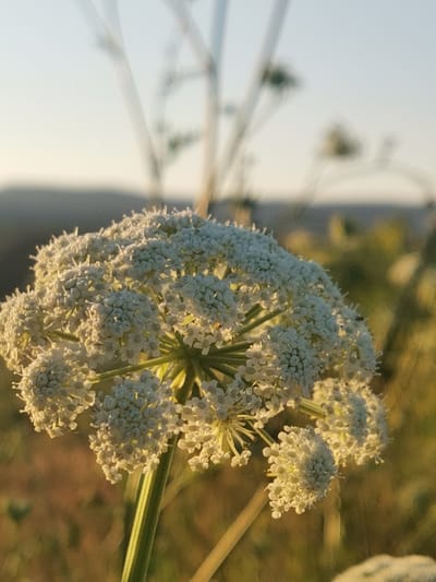 The image shows a close-up of a white, umbrella-shaped flower with many small florets. The flower is in the foreground, and the background is blurred, showing a hint of a landscape with rolling hills and a pale sky. The lighting suggests it is either early morning or late afternoon, with the sun casting a warm glow on the flower. There is a thin green stem supporting the flower head. The scene appears to be outdoors, in a natural environment. No specific landmarks or elements indicating the location in Kubina, Russia, are visible in the image. There are no people, actions, or interactions depicted.