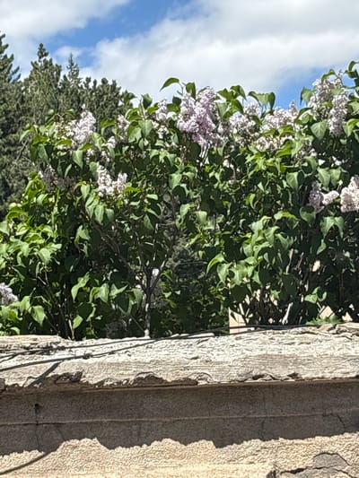 A bush of blooming lilacs with pale purple flowers and green leaves is shown in front of a blurred background of evergreen trees and a blue sky with white clouds. In the foreground, a textured stone wall with a rough, weathered top edge and wires running across it is visible. The scene appears to be outdoors, possibly in a garden or park setting, in Jermuk, Armenia. There are no people or animals present in the image.