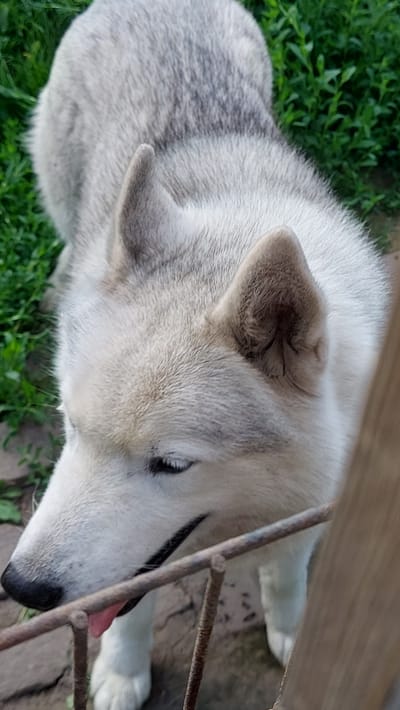 In an outdoor setting, a light-colored husky dog, partially obscured by a metal fence, rests its head. The dog has grey markings on its head and body. Its tongue is visible, slightly extended. The background consists of green foliage and a stone pathway. The image appears to have been taken in the city of Kamenka, Russia, though no specific landmarks are identifiable.