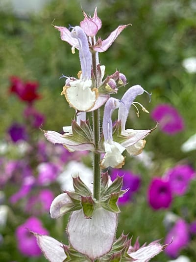 The image is a close-up, slightly angled shot of a flowering plant, likely Salvia. The main subject is the stem with several pale purple and white blossoms and buds. The flowers have a distinctive shape, with hooded upper petals and a prominent lower lip, all with fine, fuzzy hairs. The stem is green and appears to have small, spiky bracts.

The background is a blur of soft green foliage and out-of-focus bright purple and pink flowers, suggesting a garden or meadow setting. The lighting appears to be natural daylight, possibly morning or afternoon, with no harsh shadows.

There are no people or animals visible. The focus is entirely on the intricate details of the plant's blooms. The overall impression is one of natural beauty and delicate detail. The context provided is Staryi Aidar, Ukraine, which offers a geographical location but no further visual cues are present in the image to confirm or elaborate on this. No text is visible in the image.