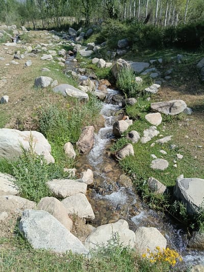 The image shows a natural scene in Kashkarona, Tajikistan. A shallow, rocky stream flows through a landscape covered in grass and scattered boulders. The water is clear and appears to be flowing over a bed of stones and pebbles. Lush green grass and various plants grow along the banks of the stream, with some larger rocks interspersed. In the background, a dense line of trees with light-colored trunks forms a backdrop, suggesting a forested area. The lighting indicates it is daytime, with sunlight illuminating the scene and casting shadows. There are no visible people or animals in the image, and the overall impression is one of a serene, natural environment.