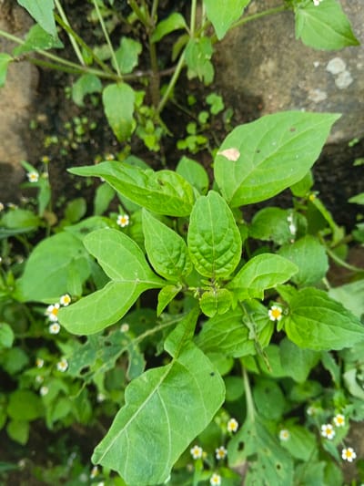 Lush green foliage dominates the scene, showcasing a variety of plant types. Broad leaves with visible veins are prominent, intermixed with smaller, rounded leaves. Tiny white flowers with yellow centers are scattered throughout the greenery, adding a delicate contrast. Some leaves exhibit signs of insect damage. A section of grey concrete can be seen in the upper portion of the image.