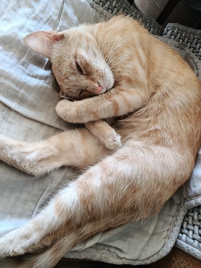A ginger tabby cat is curled up asleep on a light grey, textured surface, likely a bed or sofa. The cat's eyes are closed, and its face is partially hidden by its paws. Its fur is light orange with darker tabby markings. The background consists of a light grey, wrinkled fabric and a textured, grey woven edge of what appears to be a blanket or furniture. The scene is well-lit, with soft shadows indicating the light source is coming from above and to the left. There are no people present in the image, and no specific location in Kentau, Kazakhstan is discernible from the visual information provided.