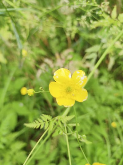 A close-up shot focuses on a single yellow buttercup flower in full bloom, its petals slightly speckled with white. The flower is centrally positioned against a soft, blurred background of lush green foliage, suggesting a natural outdoor setting. To the left of the main flower, a small, unopened buttercup bud is visible on a delicate stem. The background is a tapestry of various green leaves and stems, with hints of other small yellow flowers scattered throughout, creating a sense of abundance in a meadow or field. The lighting appears to be natural daylight, casting a soft glow on the scene. The focus is sharp on the central buttercup, drawing the viewer's attention to its intricate details, while the surrounding environment is rendered softly, emphasizing the flower as the primary subject. The image conveys a sense of natural beauty and the simple elegance of a wildflower. The location is Olenino, Russia. No people are visible, and no text is present in the image.