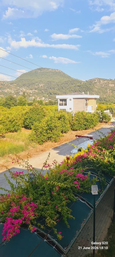 The image depicts a residential scene in Dalaman, Turkey, under a clear blue sky with scattered clouds. In the foreground, vibrant pink bougainvillea flowers cascade over a green mesh structure, bordering a paved walkway. A dirt road runs alongside a dense grove of green trees. Further back, a modern two-story house with white and beige walls and a flat roof, possibly equipped with solar panels, is nestled amongst the trees. Behind the house, a verdant, tree-covered mountain rises, with a small village or settlement visible on its slopes. Power lines stretch across the sky in the upper portion of the image. A white boat with a red canopy is parked on the dirt road, adjacent to the bougainvillea. The scene is peaceful and suggests a rural or semi-rural setting within Dalaman.