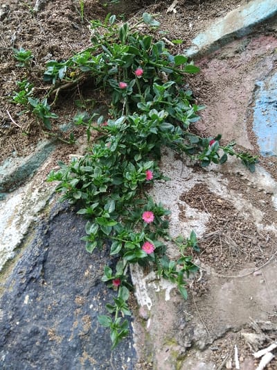 The scene, located in Butsotso central ward, Kenya, depicts a low-lying, sprawling plant growing on uneven ground. The plant, a succulent-like species, exhibits numerous small, ovate, glossy green leaves on its stems and bears multiple bright pink flowers, each approximately 1-2 cm in diameter, characterized by numerous fine petals. The plant is rooted in and extends across an area of loose, dark brown soil with visible granular matter and organic debris, primarily in the upper and right portions of the image. This soil transitions to an irregular, textured surface composed of light grey-tan material, possibly concrete or rock, displaying areas of faded blue and reddish-brown discoloration. A rough, dark charcoal-colored section, consistent with rock or darkened concrete, occupies the lower-left quadrant. No human subjects, animals, or direct interactions beyond plant growth are present in the outdoor environment.