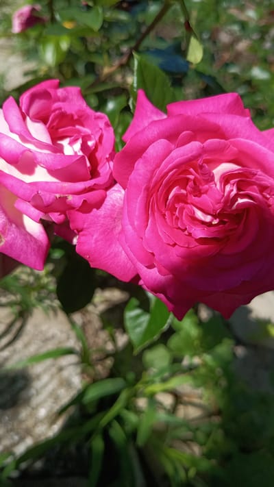 This is a close-up photograph of two vibrant pink roses in bloom. The rose on the right is fully open, revealing its intricate petal structure. The rose on the left is partially visible, with its petals also unfurling. Both roses exhibit a gradient of color, with deeper pink at the edges and lighter pink or white towards the center. The background is a blur of green foliage and hints of a stone or concrete surface, suggesting an outdoor garden setting. The lighting indicates it is daytime, with shadows cast on the petals. The photograph is taken vertically, emphasizing the flowers. No people are present in the image. The location is identified as Stefan Karadzhovo, Bulgaria, a rural village.