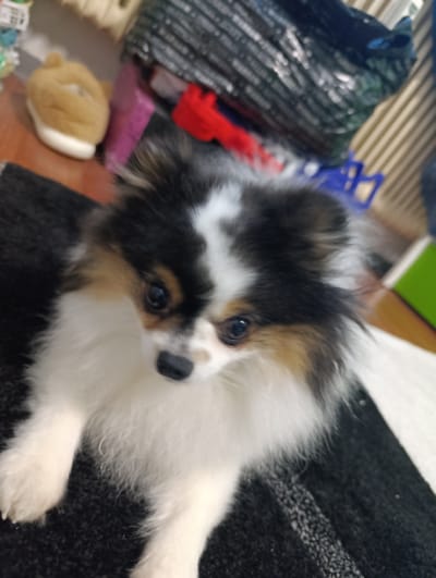 A close-up shot shows a fluffy, tri-colored Pomeranian dog lying on a gray and white striped surface, possibly a blanket or rug. The dog has white fur on its chest and paws, black and brown markings on its head, and a white stripe down the center of its forehead. The dog is looking downward with a soft, inquisitive expression. The background is cluttered with various items including a tan stuffed animal, a red object, a purple box, and a blue plastic item. The location is not discernible from the image alone and therefore cannot be identified as Emmerich on the Rhine, Germany.