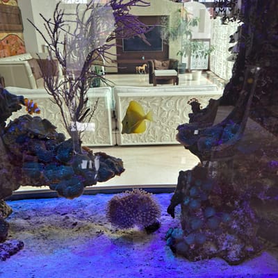 The image depicts an aquarium with two fish, a yellow tang and a clownfish, swimming among coral and rock formations. The aquarium is illuminated with blue and purple lights, casting a vibrant glow on the underwater scene. In the background, a well-furnished living room is visible through the glass of the aquarium. The room features a large television, a sofa, and potted plants, suggesting a domestic setting. The overall impression is one of a peaceful and well-maintained aquatic environment within a comfortable living space. No specific location in Tairove, Ukraine can be determined from the image.