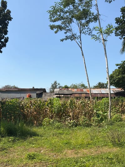 The image depicts a rural landscape in Meteseh, Indonesia, under a clear blue sky. In the foreground, a patch of lush green grass and vegetation covers the ground. Behind this, a dense field of corn stalks, some brown and dry, others green, stretches across the middle ground. Beyond the cornfield, several buildings are visible. One building has a grey facade and a prominent orange water tank on its roof. Adjacent to it are structures with corrugated metal roofs, some showing signs of rust. Two tall, slender trees stand prominently in the center of the image, their branches reaching towards the sky. In the background, various trees and foliage create a verdant backdrop. The overall scene suggests a developing area with agricultural land adjacent to residential or utility structures.