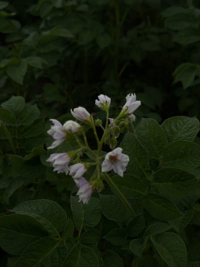 A close-up, vertically oriented, medium shot captures a cluster of pale pink and white potato flowers amidst dark green foliage. The flowers, some fully open and others in bud, are delicate and star-shaped, with some displaying faint orange or yellow centers. They are arranged on slender stems, with small, fuzzy green buds also visible. The surrounding leaves are broad, textured, and a deep, almost black-green, creating a stark contrast with the lighter blooms. The background is a blurred expanse of more dark foliage, suggesting a garden or field setting. The lighting is subdued, casting soft shadows and enhancing the rich, dark tones of the leaves. The scene is devoid of human presence, focusing solely on the natural elements of the potato plant in bloom. This image was captured in Novosilka, Ukraine.