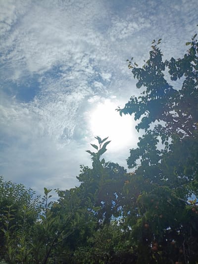 The image is a low-angle shot looking up at a bright sun partially obscured by clouds and tree branches. The sky is blue with a high concentration of wispy white clouds. In the foreground and right side of the image, lush green tree branches with leaves are visible, some bearing small reddish fruits. The sun is a strong, bright light source in the upper center-right of the frame, creating a lens flare effect. The lower portion of the image is filled with dense foliage, suggesting an outdoor environment, possibly a garden or orchard. There are no people or animals visible in the frame. The scene depicts a natural outdoor setting on a bright day.