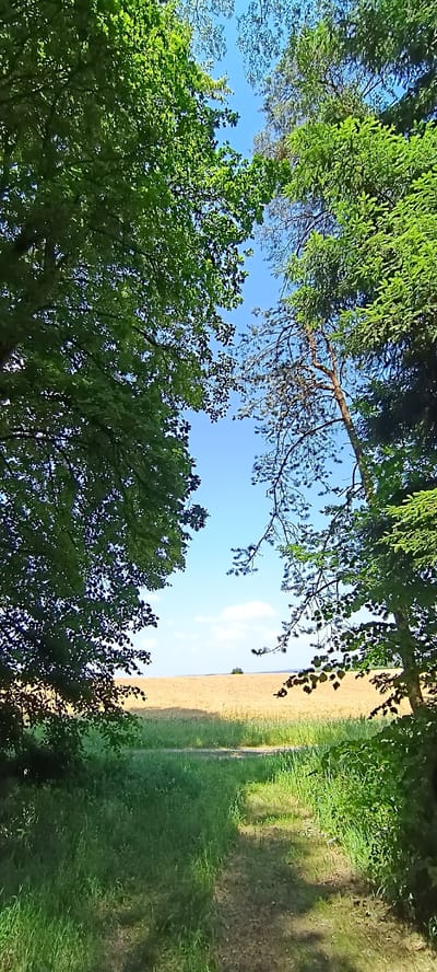 This is an outdoor, eye-level, wide-angle photograph taken looking upwards through the canopy of trees. The bright blue sky is visible between the green leaves of deciduous trees and the sparser needles of a conifer. A field of golden crop, likely wheat or barley, stretches into the distance to the right, bordered by a strip of green grass and a dirt path. Sunlight filters through the leaves, casting dappled shadows and illuminating the scene. The overall impression is one of a serene summer day in a rural or park-like setting. There is no text visible in the image. The orientation of the photograph is rotated 90 degrees counter-clockwise from the standard landscape orientation.