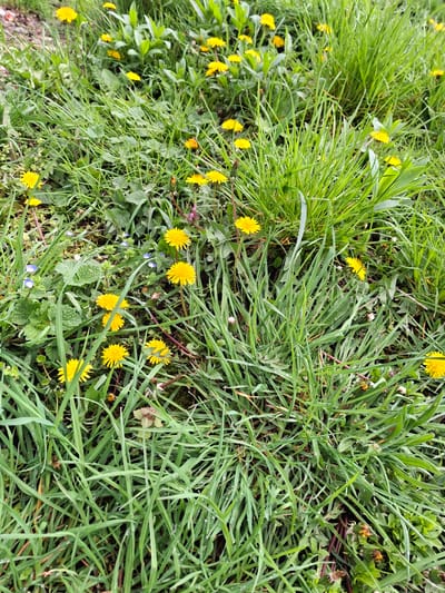 This close-up, high-angle shot captures a vibrant patch of green grass densely populated with numerous yellow dandelions. The scene depicts a natural outdoor setting, likely a field, meadow, or roadside in Zverino, Bulgaria, where wildflowers bloom freely.

The primary subjects are the lush green blades of grass, which vary in length and thickness, covering most of the ground. Interspersed among the grass are bright yellow dandelions, many of which are in full bloom, scattered throughout the frame. Some dandelion flower heads appear to be in various stages of development, including a few that are still closed or starting to go to seed, identifiable by their brown or faded appearance.

Beyond the grass and dandelions, other small, broad-leaved green plants are visible, adding to the diversity of the ground cover. A few tiny, delicate blue flowers, possibly speedwell, can be spotted in the lower-middle and left sections of the image, providing a subtle contrast to the dominant yellow and green. Several blades of grass and leaves bear small, clear droplets of water, suggesting either morning dew or recent rainfall.

No specific activity or event is taking place beyond the natural growth and blooming of these plants. The image is taken during daytime, indicated by the clear, natural lighting. There are no people or man-made objects present, emphasizing the untouched, natural quality of the scene. No visible text is present in the image. The overall impression is one of early spring or summer growth, showcasing the simple beauty of common wild flora.