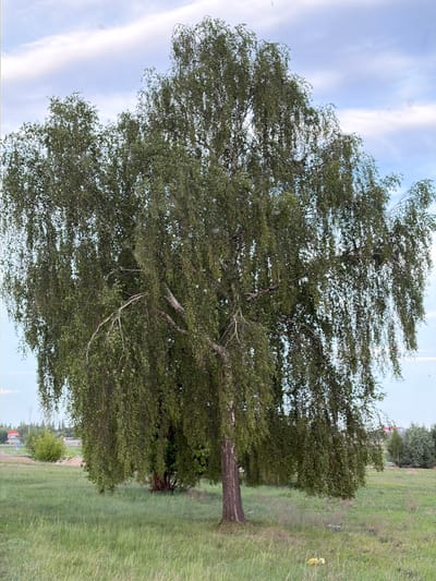 The image shows a large tree with green leaves in a grassy field. The sky is visible in the background, with light blue and white streaks of clouds. The tree appears to be a birch, given its bark pattern, and it's located in a landscape typical of the Козенскі сельскі Савет, Belarus area, with greenery and a rural setting. There's no sign of people, interactions, or direct actions within the frame. The focus is on the natural environment, featuring the tree as a prominent subject.