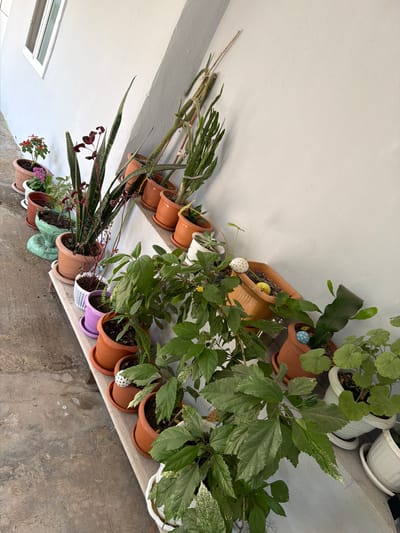 A collection of potted plants are arranged in rows on a raised wooden shelf against a light-colored wall, likely in Balakənd, Azerbaijan. The plants vary in size and type, with some featuring tall, slender leaves, while others have broader, more succulent foliage. Several pots are terracotta, while others are colored ceramic or white plastic. Two pots have decorative polka-dotted spheres resting on the soil. The shelf itself appears weathered. To the left of the shelf, a concrete floor is visible, showing some cracks and discoloration. Above the plants and to the left, a white-framed window is partially visible, suggesting the plants are situated outdoors or in a semi-enclosed space adjacent to a building. The overall impression is of a well-maintained collection of houseplants.