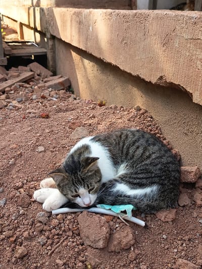 A tabby and white cat is curled up asleep on the dirt and gravel ground. The cat is nestled against a concrete structure, which appears to be part of a building or wall. Scattered around the cat are broken bricks and debris, suggesting the location may be under construction or renovation. A piece of a light blue disposable mask and a white plastic tube are beneath the cat. The ground is a reddish-brown dirt, typical of the soil found in many parts of Rayeukmatang, Indonesia. Sunlight casts shadows on the concrete wall, indicating it is daytime.