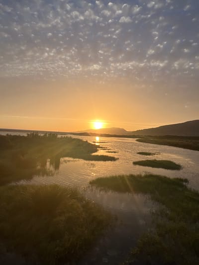 This image depicts a sunset over a body of water, possibly a lagoon or estuary, near Tarifa, Spain. The sun, a bright orb, is low on the horizon, casting a warm orange glow across the sky and water. The sky is filled with scattered, puffy white clouds against a gradient of orange and blue. The water reflects the sunset's colors and shows ripples, with several small islands of green vegetation emerging from its surface. In the foreground, lush green grass and reeds are visible, partially submerged in the water. In the background, hills or mountains form a silhouette against the setting sun. The scene is peaceful and natural, suggesting an outdoor environment at dusk.