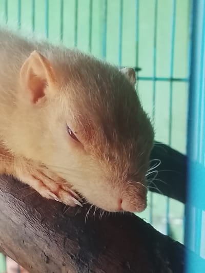 A light brown, fluffy animal, possibly a squirrel, rests on a dark-colored wooden surface. The animal's head is turned towards the right side of the frame, with its eyes closed and a slightly pink nose. Its front paws are visible, resting on the wood, with sharp claws. The background consists of green and light blue bars, suggesting it might be in a cage or enclosure. The image is a close-up shot, focusing on the animal's face and upper body. There are no people or distinct landmarks of Kuta Trieng, Indonesia, visible in this image.