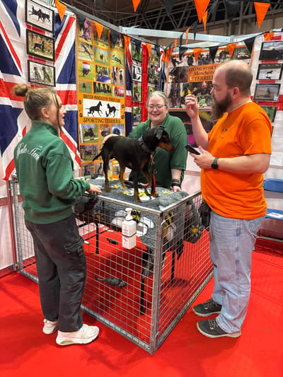 An indoor exhibition booth within the Metropolitan Borough of Solihull, United Kingdom, displays three individuals and a black and tan Manchester Terrier. The floor is covered with a red carpet. The booth's background features a large Union Jack flag, banners for the "British Manchester Terrier Club" and "Sporting Terriers," and numerous photographs of dogs. Orange and black triangular bunting adorns the top of the booth.
A Manchester Terrier, with a black collar and red lead, stands on a grey patterned blanket that covers a silver-colored metal wire display cage. Inside the cage, several dark toy rats or mice are visible on the red carpet. A white pump bottle, possibly hand sanitizer, is attached to the front wire of the cage.
A female with glasses, wearing a dark green collared shirt, stands behind the cage, smiling with her left hand resting on the dog. To her left, a young female with light brown hair in a bun wears a dark green sweatshirt, dark grey cargo pants, and white athletic shoes; she faces the central female, hands near the cage top. To the right of the central female, a bald male with a beard wears an orange t-shirt, light blue jeans, and dark athletic shoes. He holds a black smartphone in his left hand and gestures with his raised right hand. All three individuals appear engaged in conversation. A blue folding chair is partially visible on the far right.