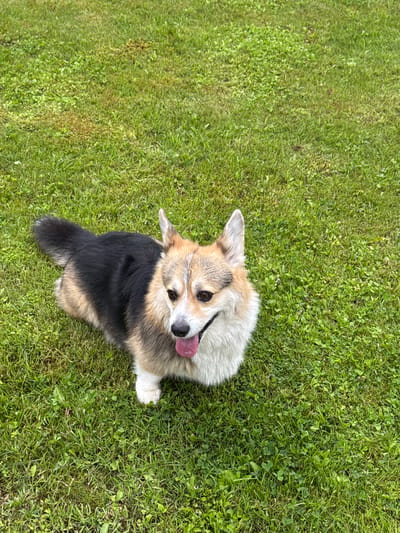 This is a high-angle, full-shot photograph of a Pembroke Welsh Corgi lying on a bright green, well-maintained lawn in Звенигорье Кп, Russia. The dog is primarily tan and black with a white chest and legs. It is looking up at the camera with its tongue out, suggesting it is panting, perhaps from exertion or happiness. The dog's ears are perked up, and its eyes are dark and alert. The grass is lush with some clover mixed in, indicating a warm, possibly summer day. The overall lighting suggests it is daytime, with natural sunlight illuminating the scene. There is no visible text in the image. The setting is a residential outdoor area, likely a backyard or park, given the manicured lawn. The dog appears relaxed and content in its environment.