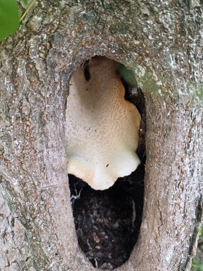 A close-up, eye-level shot captures a light-colored, shelf-like fungus emerging from a dark, hollowed-out cavity in the rough, textured bark of a tree. The bark, a mottled brown and gray, shows a rough, fissured surface with patches of white lichen or growth. The fungus, with its pale beige, wavy-edged cap, is the prominent subject, filling much of the opening in the tree. The cavity itself reveals darkness within, with hints of what appears to be decaying wood and a few strands of cobweb. The background is blurred, with suggestions of green foliage and the continuation of the tree trunk. The image does not provide any information that would allow for its placement in Jitiqara, Kazakhstan.
