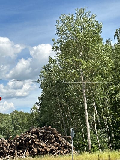 The image depicts a rural scene, likely in Lukovnya, Russia, on a clear day with fluffy white clouds against a bright blue sky. Dominating the frame are tall, leafy trees, their branches reaching upwards and outwards, creating a dense canopy of green. The trees are planted in a row, suggesting an orchard or a planted forest.

In the foreground, to the right of the image, is a large pile of cut logs. The logs are of varying sizes and have been neatly stacked, indicating recent logging activity or preparation for firewood. A triangular signpost is visible near the top of the log pile, its purpose unclear from the image alone. A thin wire stretches across the scene, possibly a power line or a telephone wire, further suggesting a populated or developed area.

The lighting indicates it is daytime, likely mid-morning or afternoon, with the sun casting a bright glow on the leaves and logs. The overall atmosphere is peaceful and serene, characteristic of a countryside setting. There is no visible text in the image. The image's orientation is rotated, showing the sky in the lower left quadrant and the trees and logs in the upper right.