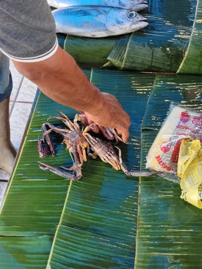 A high-angle, close-up photograph depicts a marketplace scene in Tuha Gp Gajah, Indonesia. The central subject is the tanned right arm and hand of a person wearing a grey short-sleeved shirt with white stripes on the cuff, positioned over an array of fresh seafood. The hand appears to be arranging or handling several crabs, two of which are prominent: a larger, darker-shelled crab with a missing claw and a smaller, lighter-shelled crab. Various detached crab legs and claws are scattered on the display surface. This surface consists of multiple large, verdant green banana leaves, showing natural veins and a wet sheen reflecting ambient light. In the upper background, two whole, silvery fish, likely tuna or mackerel, are visible, resting on additional banana leaves. To the right of the crabs, a transparent plastic bag containing white, rectangular food items, marked with red text including "PASTIX," rests beside a crumpled yellow plastic bag. A light-colored tiled floor is partially visible on the left side of the frame, near the person's left foot, which is clad in a light-colored boot.