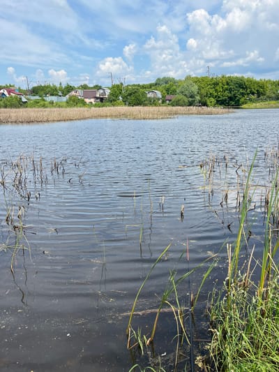 The image shows a calm, dark body of water in Krasnyi Yar, Russia, likely a pond or small lake. The water's surface is slightly rippled and reflects the cloudy sky and surrounding greenery. On the far bank, a line of dry reeds or tall grasses forms a distinct transition between the water and the land. Beyond the reeds, several houses with pitched roofs are visible, nestled among lush green trees. Power lines and poles are interspersed within the treeline, suggesting the presence of infrastructure. The overall scene conveys a peaceful, rural atmosphere.