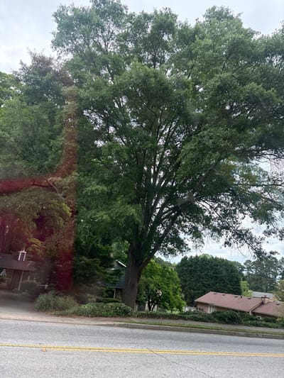The image shows a street scene in Lilburn, United States of America. The focus is on a large, mature tree with a dense canopy, occupying a significant portion of the left side of the frame. To the right, a two-story house with a brown roof is partially visible. The street runs along the right edge of the image, with a yellow line marking the edge of the lane. The lighting suggests an overcast day. In the background, there are other trees and houses, indicating a residential area. The image appears to have been taken from inside a vehicle, as evidenced by a slight reflection in the bottom portion of the frame.