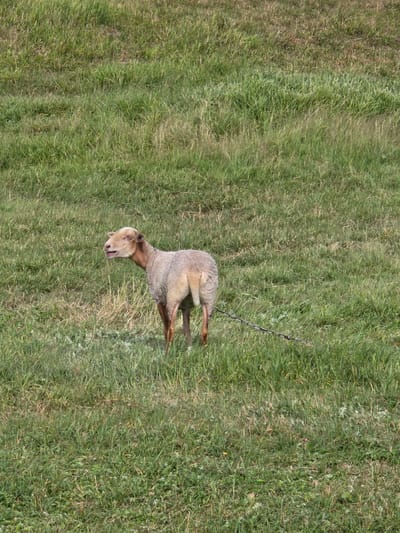 A light-brown sheep stands in a grassy field, facing left with its mouth slightly open. A metal chain leash is attached to its collar and extends to the right. The field is covered in various shades of green grass and some dried stalks. The background is a gently sloping hill covered in similar vegetation. The sky is not visible in the frame. The image appears to be taken outdoors during daylight. The location is identified as Клейнікаўскі сельскі Савет, Belarus.