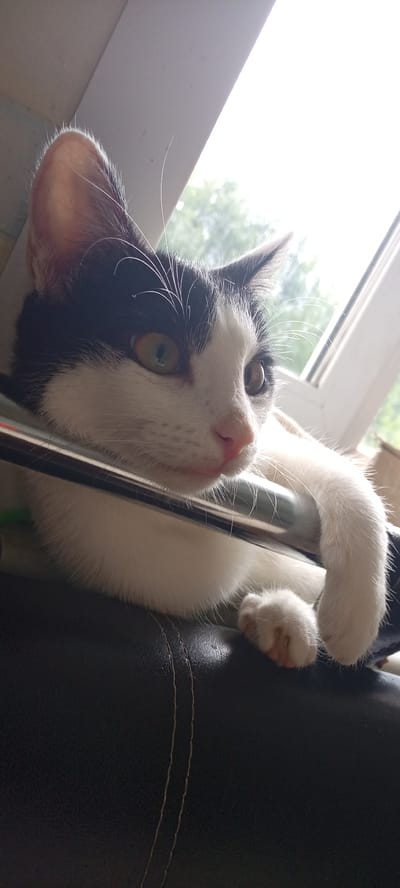 A black and white cat is resting its head on a metallic bar, with its body partially visible. The cat is looking to the right, with its eyes focused. Its paws are resting on a dark, textured surface, likely leather. In the background, a window reveals a blurred view of trees and greenery, suggesting an outdoor environment. The lighting suggests it is daytime, with sunlight streaming through the window. The scene appears to be indoors, near a window. There are no people present. There is no information about the city of Kudymkar, Russia, that can be inferred from the image.