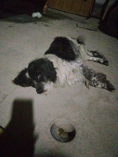 The image shows a medium-sized dog lying on a concrete surface. The dog is black and white with long, shaggy fur. Its fur is matted in some areas, and its body appears somewhat dirty. The dog is lying on its side, with its head turned towards the viewer. Its eyes are open, and its tongue is slightly protruding from its mouth.

The setting appears to be outdoors, possibly in a yard or alleyway, given the concrete ground and the background elements. In the background, there is a wooden structure that could be a fence or part of a building, and some dark shadows suggesting it is nighttime or a dimly lit area. A circular object, possibly a drain or a shallow dish, is visible on the concrete in the lower right portion of the image. A shadow of a person holding a camera is also visible in the lower left corner.

The dog's posture and expression suggest it might be tired, possibly resting or unwell. The lighting is dim, indicating it could be evening or night. There is no visible text in the image. The overall mood is somber, with the dog appearing to be in a somewhat neglected state.