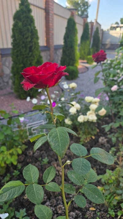 An outdoor, eye-level, vertical-format medium shot features a single, deep red rose in sharp focus in the foreground. The rose, shown in profile, has a rich, velvety texture and its petals are slightly unfurled. Its stem, which is green, extends downwards, displaying several large, dark green leaves. Some of these leaves show small, light-colored spots, possibly from dust or water droplets. The background is softly blurred, with a garden setting visible. A cream-colored fence runs horizontally across the middle ground, behind which are several tall, conical evergreen trees. Further back, a red rose bush is visible, also out of focus. The ground appears to be covered in dark soil and mulch, with scattered white and pink flowers dotting the garden bed. The scene is illuminated by natural daylight, suggesting it was taken during the daytime. The image is located in Reshetylivka, Ukraine.