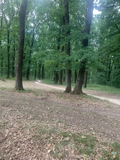 The image depicts a forest path in Vyshovatyi, Ukraine, characterized by a dirt track winding through a dense canopy of green trees. The path is lined with fallen leaves and patches of grass, suggesting an autumn or late summer setting. Several large trees with thick trunks are visible along the path, with their branches forming a leafy overhead cover. The lighting suggests it is daytime, possibly overcast, as there are no strong shadows. The scene evokes a sense of tranquility and nature, with no people or specific objects other than the natural elements of the forest. The perspective is from a low angle, looking along the path and up into the trees.