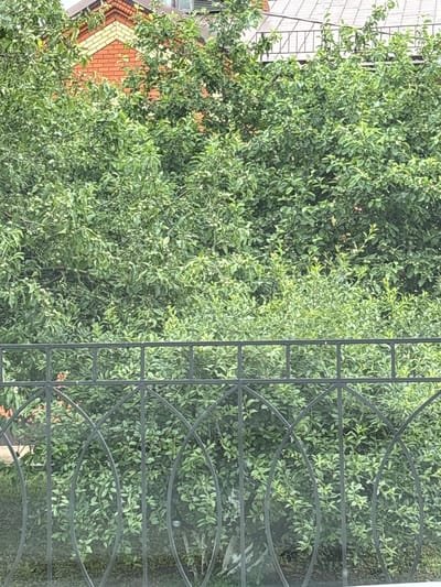 The image shows a dense green tree with small, light green fruits, possibly apples, growing on its branches. The tree fills most of the frame. To the left, part of a building with white siding and red and yellow brick detailing is visible, suggesting an urban or suburban setting. On the right side of the image, a dark metal grate with an ornamental design partially obstructs the view of the tree. The sunlight filtering through the leaves and the overall brightness of the scene suggest it is daytime, likely a clear or partly cloudy day. No people are visible in the image. The foliage of the tree is lush and full, indicating a warm season, likely summer or early autumn. The presence of the building and the grate implies the image was taken from a window or balcony looking out onto a garden or yard.