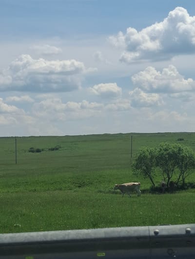 A cow walks across a vast, green field under a partly cloudy sky. The field is mostly flat with some rolling hills in the distance. There are scattered trees and bushes throughout the field, and two utility poles are visible. In the background, a grove of trees shades at least two other cows. The foreground shows a metal guardrail, suggesting the image was taken from a vehicle. The scene appears to be in a rural area, possibly Lyury, Russia, given the expansive fields and open sky.