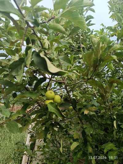 The image is a close-up, vertical, outdoor shot of an apple tree. Several green apples are visible on the branches, with lush green leaves obscuring much of the background. The sky is visible in the upper portion of the image, appearing overcast. The bottom right corner of the image contains a timestamp reading "13.07.2026 18:31". The scene appears to be in a residential or garden area, with what looks like a building or fence partially visible in the lower left and right. The specific location in Қырғауылды, Kazakhstan, is not visually identifiable from the image content.