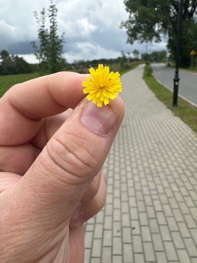 In Chmielno, Poland, a person's hand holds a small, yellow flower in front of a paved walkway and a road. The hand is positioned in the foreground, with the flower delicately held between the thumb and index finger. The flower is bright yellow with many petals radiating outwards. In the background, the paved walkway stretches into the distance, bordered by green grass and a road. Trees and a cloudy sky are visible further in the background. A lamppost stands along the side of the road. The scene appears to be outdoors, possibly in a park or a public area with a walkway.