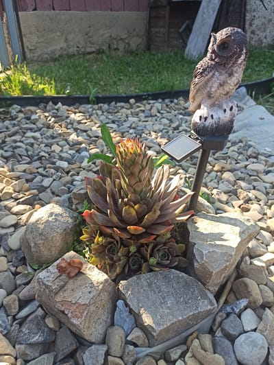 This media file captures a close-up, low-angle view of an owl garden ornament positioned within a rocky landscape, with a succulent plant in the foreground. The owl ornament is detailed, with textured feathers and dark eyes, and is mounted on a dark pole with a small solar panel attached. The surrounding ground is covered with a variety of light-colored, natural stones and gravel. To the left of the ornament, a patch of green grass and a wooden structure are visible, hinting at a garden or outdoor setting. The succulent plant, a Hens and Chicks variety, displays deep red and green rosette-shaped leaves, some tipped with vibrant red, and is nestled amongst the rocks. The lighting suggests it is daytime, with sunlight casting distinct shadows from the rocks and the owl ornament, indicating a clear sky. A small, brown squirrel figurine is placed on one of the larger rocks to the right of the succulent. The overall scene evokes a sense of a well-maintained, decorative garden space. No visible text is present in the image.
