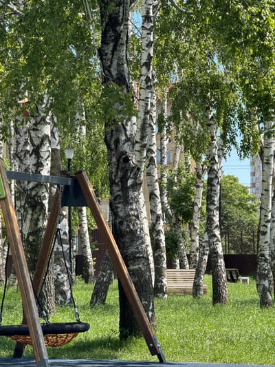 The image depicts a cluster of birch trees in an urban park setting, likely in the city of Mikhaylovsk, Russia. In the foreground, a portion of a child's swing set is visible, featuring wooden supports and a woven basket swing. The ground is covered in lush green grass, indicating a park or recreational area. Behind the trees, partially obscured by foliage, are buildings that appear to be apartment complexes. In the mid-ground, a wooden park bench is situated on the grass, and further back, a dark fence runs along the perimeter of the area. The scene is lit by natural daylight, suggesting it was taken during the day. No people are present in the image.