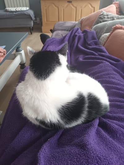 A black and white cat is curled up on a purple fleece blanket. The scene is indoors, likely in a home located in Aubange, Belgium. Furniture and kitchen cabinets are visible in the background.