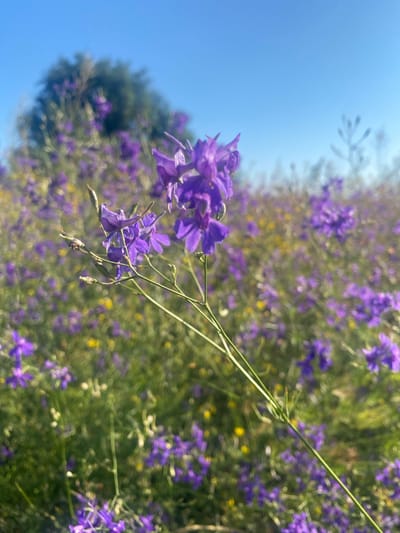 This image shows a field of purple flowers with a clear blue sky overhead. In the foreground, a single stalk of purple flowers is in focus, with its delicate petals and stem clearly visible. The background is filled with a blur of more purple flowers and some yellow wildflowers, creating a vibrant and natural scene. A large, green tree is visible in the distance, contributing to the pastoral landscape. The scene is devoid of any human presence or man-made structures, suggesting a natural or wild environment. The image captures the beauty of nature in bloom, likely during a warm season. Given the lack of identifying landmarks, the specific location in Novooleksandrivs'ke, Ukraine, cannot be determined from the visual information alone.