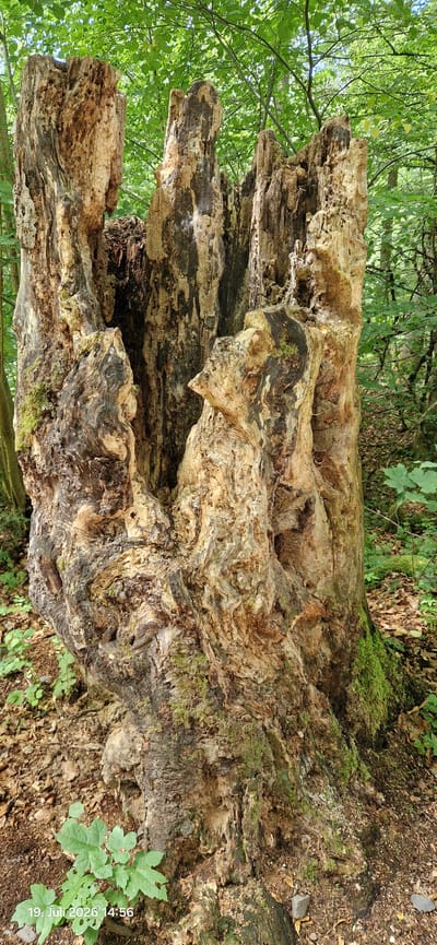 The image shows a large, hollowed-out tree stump in a forest. The stump is weathered and appears to be decaying, with visible cracks and crevices. Patches of moss grow on the bark. The surrounding environment is a forest with green foliage and fallen leaves on the ground. The date stamp in the lower left corner of the image indicates "19. Juli 2026 14:56". This scene is located in Neustadt am Kulm, Germany. There are no people visible in the image.