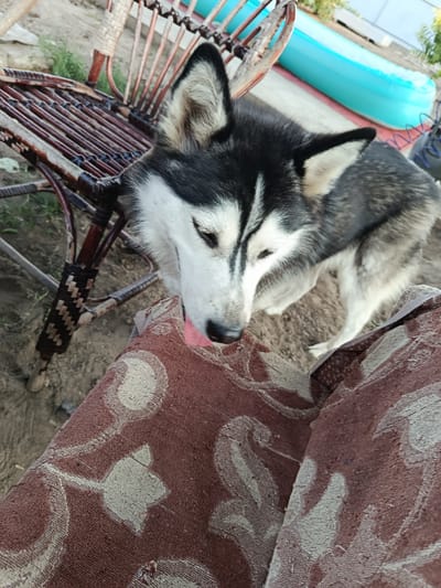 A Siberian Husky dog with black and white fur is leaning its head down towards a patterned fabric surface. The dog's tongue is slightly extended, and its eyes are partially closed. The dog is positioned next to a woven chair, which appears to be made of dark wood and wicker. The ground beneath is dirt, with some sparse vegetation visible. In the background, a portion of a light blue inflatable pool can be seen. The scene appears to be outdoors, possibly in a backyard setting. The image was captured in the city of Bekhtery, Ukraine.