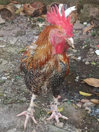 A rooster with iridescent brown and black feathers stands on a rocky ground. It has a bright red comb and wattles, and its legs are pale yellow with black markings. The background shows a scattering of dried leaves, coconut shells, and some debris, suggesting an outdoor setting possibly in a rural or semi-urban area of Limbangan Sari, Indonesia. There are no people or interactions visible in the image.