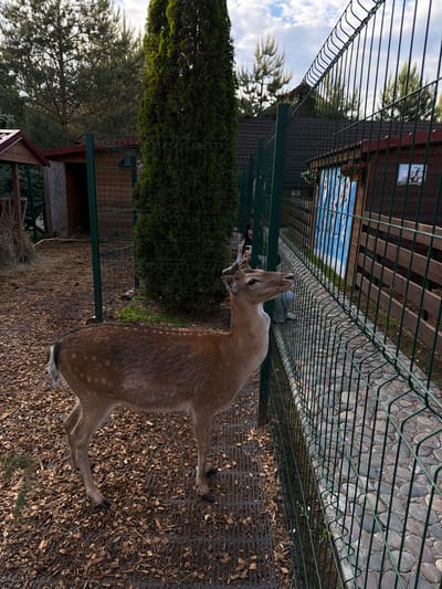 A medium shot of a young sika deer with small antlers standing near a green wire fence in what appears to be a park or zoo in Polivanovo, Russia. The ground is covered in wood chips. A small wooden structure is visible in the background.