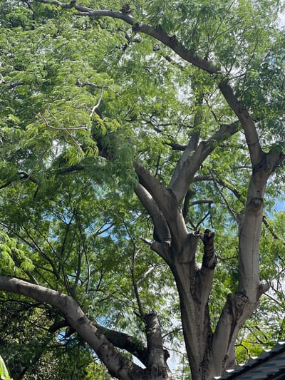 A large tree with thick, gray, textured bark and a dense canopy of vibrant green leaves dominates the frame. The tree's branches spread widely, some extending horizontally and others at an upward angle, reaching towards a bright, partly cloudy sky. The leaves are small and feathery, creating a lush and full appearance. In the lower right corner, a portion of a dark, corrugated metal roof is visible. The image appears to be taken from a low angle, looking up into the tree. The setting is Amapalita, El Salvador.