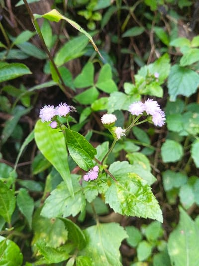 A cluster of small, light purple flowers with fluffy petals grows amongst lush green foliage. Several blossoms are fully open, while others appear as unopened buds. A tiny fly rests on one of the flowers. The leaves surrounding the flowers are varied, some exhibiting smooth edges and a healthy green color, while others display signs of insect damage or yellowing patches. The background is a dense mix of other green plants, creating a natural and vibrant scene.