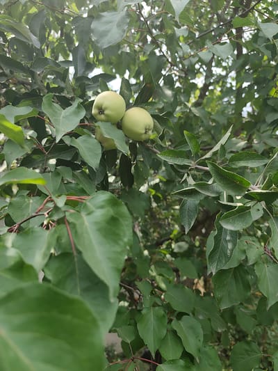 In Panjakent, Tajikistan, a close-up shot captures a branch of an apple tree laden with three light green apples. The apples are clustered together, with two prominently displayed in the upper center of the frame and a third partially visible below them. Lush, vibrant green leaves form a dense canopy around the fruit, some of which are slightly blurred due to the shallow depth of field. The image is dominated by shades of green, with hints of brown from the branches and subtle variations in leaf texture suggesting a natural outdoor setting.